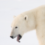 Opus funds a 3 year sponsorship deal with Polar Bears International